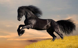 cavalo