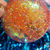 Thumbnail: Pre-order Set of 4 Blessed Mother Ornaments 
