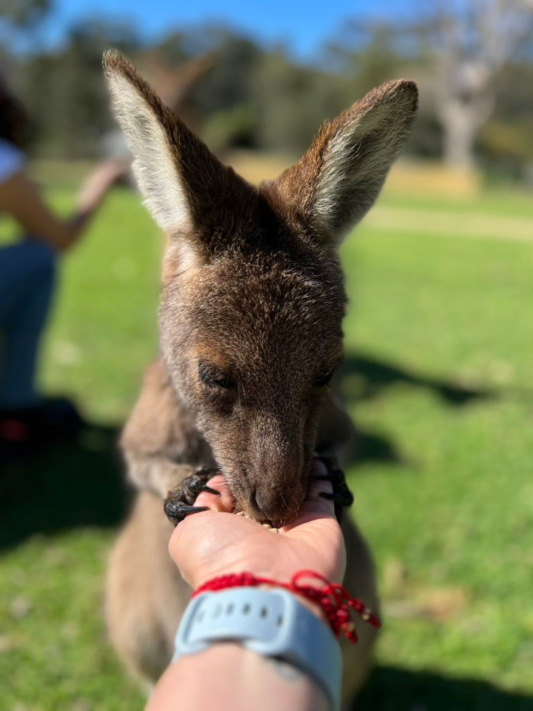 Kangaroo