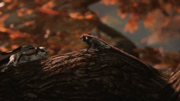 AWAY the survival series review PC Steam PS5 Nature Documentary Sugar Glider Family Gif