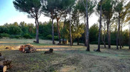 Débroussaillement Marseille Wood Elagage 13