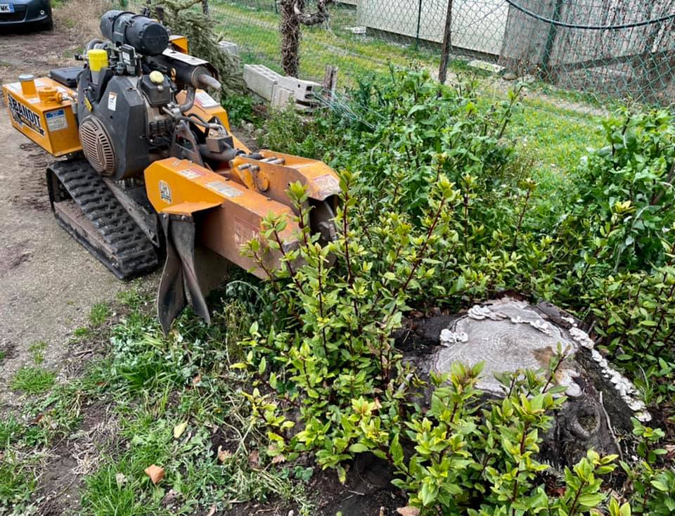 Dessouchage avant replantation : préparer un terrain sain en Provence