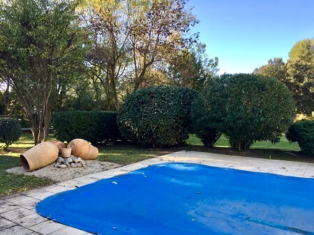 Taille d'un palmier en Provence : ce qu'il faut couper, ce qui doit rester