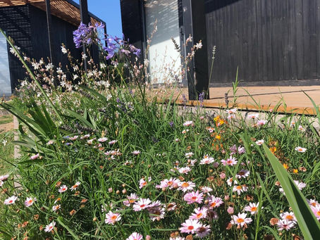 CÓMO ASILVESTRAR NUESTROS JARDINES Y EN EL PROCESO GENERAR UN ECOSISTEMA