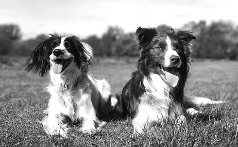 Dogs1_edited.jpg
