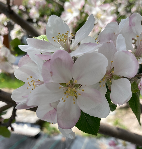 apple blossoms