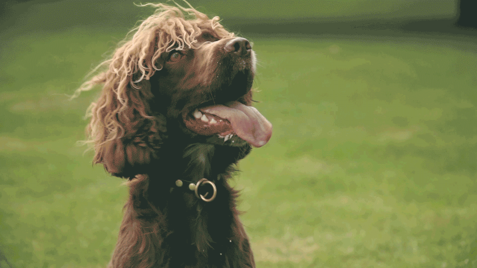 fetch-wesley.gif