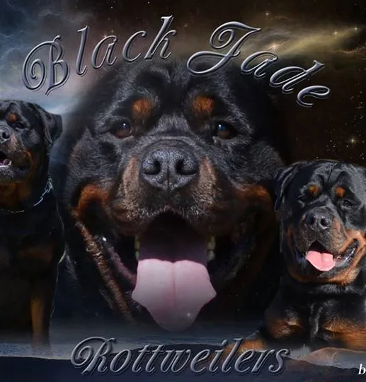 yorkshire terrier price range