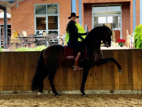Lyric_Dressage_xerifino_2.jpeg