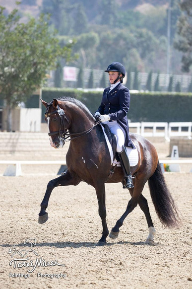 Lyric Dressage Lusitano Xerifino.jpeg