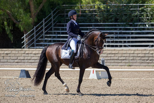 Lyric Dressage Lusitano Xerifino 2.jpeg
