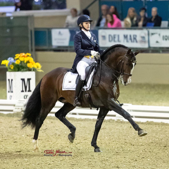 Lyric_Dressage_Lusitano_Xerifino.jpeg
