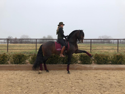 Lyric_Dressage_xerifino_3.jpeg