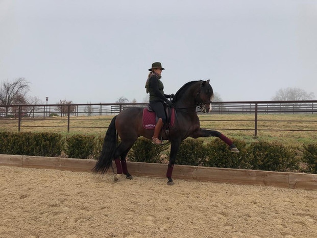 Lyric_Dressage_xerifino_6.jpeg