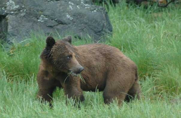 Grizzly Bear