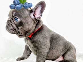 The Berry Best for Your Buddy: Exploring the Benefits of Blueberries for Dogs