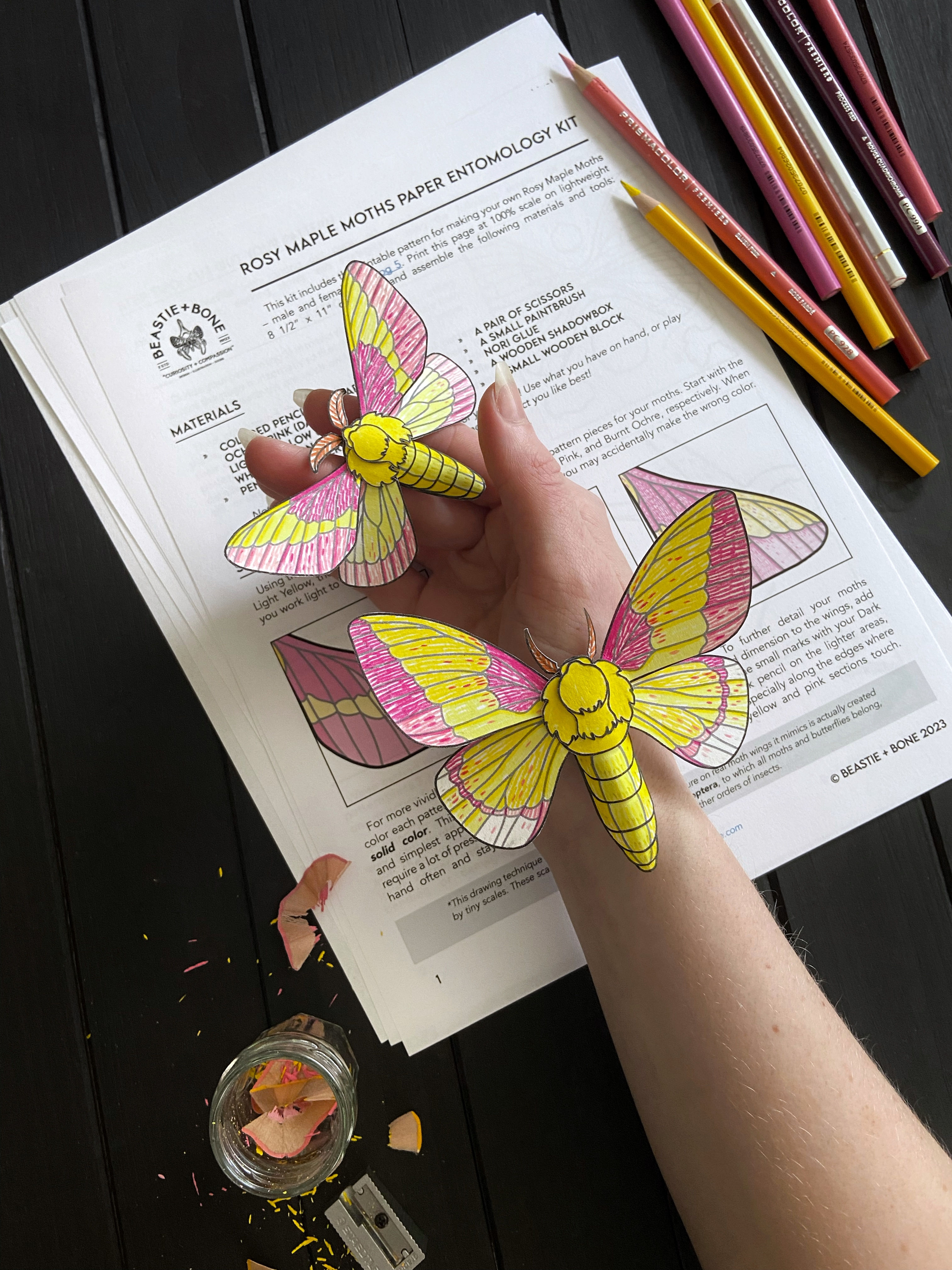 Rosy Maple Moths Downloadable Paper Entomology Kit