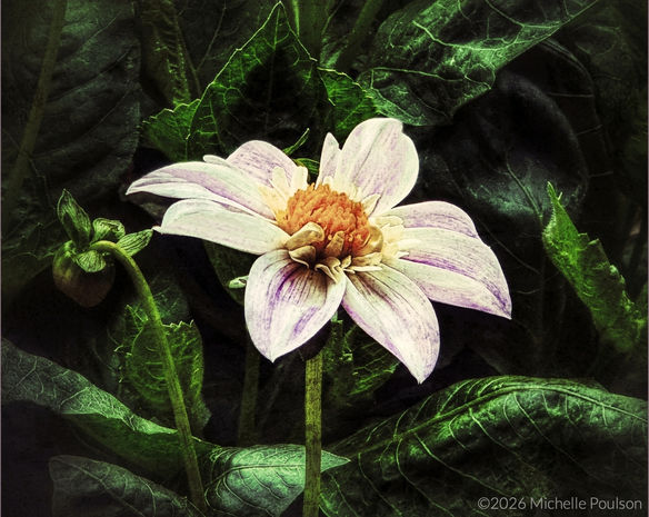 Faded Beauty by Michelle Poulson