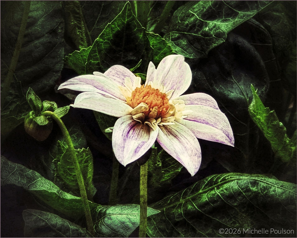 Faded Beauty by Michelle Poulson