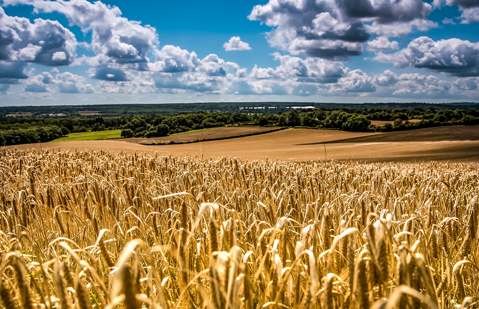 Wheat Farming - 2026.png