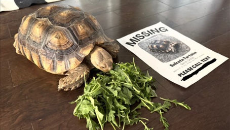 Ginny’s Great Escape: How One Tortoise Survived Two Weeks in Nashville 