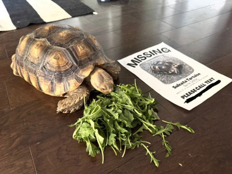 Ginny’s Great Escape: How One Tortoise Survived Two Weeks in Nashville