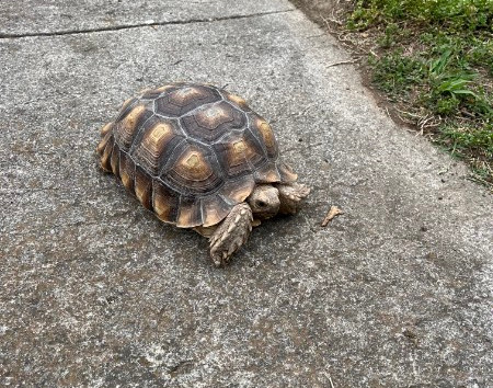 Ginny the tortoise. (Provided by Phil Shay)