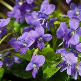 Violette.jpeg