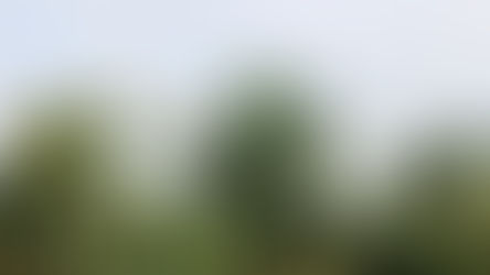 ¿CÓMO ELEGIR LAS PLANTAS ADECUADAS PARA TU JARDÍN URBANO EN LA CIUDAD DE MÉXICO?