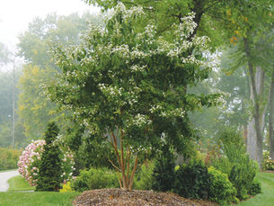Go Plant A Tree!