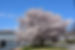 Akebono Yoshino Cherry.