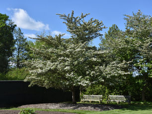 7 Spectacular & Underused Small Flowering Trees