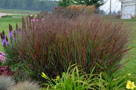 Let’s Talk Ornamental Grasses