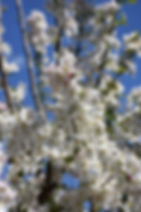 Sugar Tyme™ Crabapple.