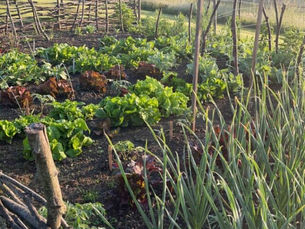 The Beginner’s Vegetable Garden