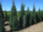 Picea abies 'Cupressina'.JPG