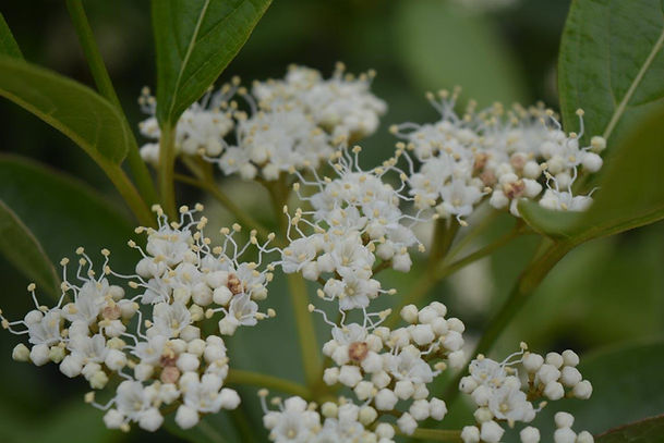 Viburnum nudum Winterthur - flower (6-13-22) - 03.jpg