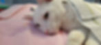 ree