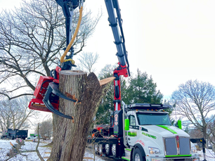 Professional tree removal service cutting down large tree in Manor PA residential yard showing cost factors