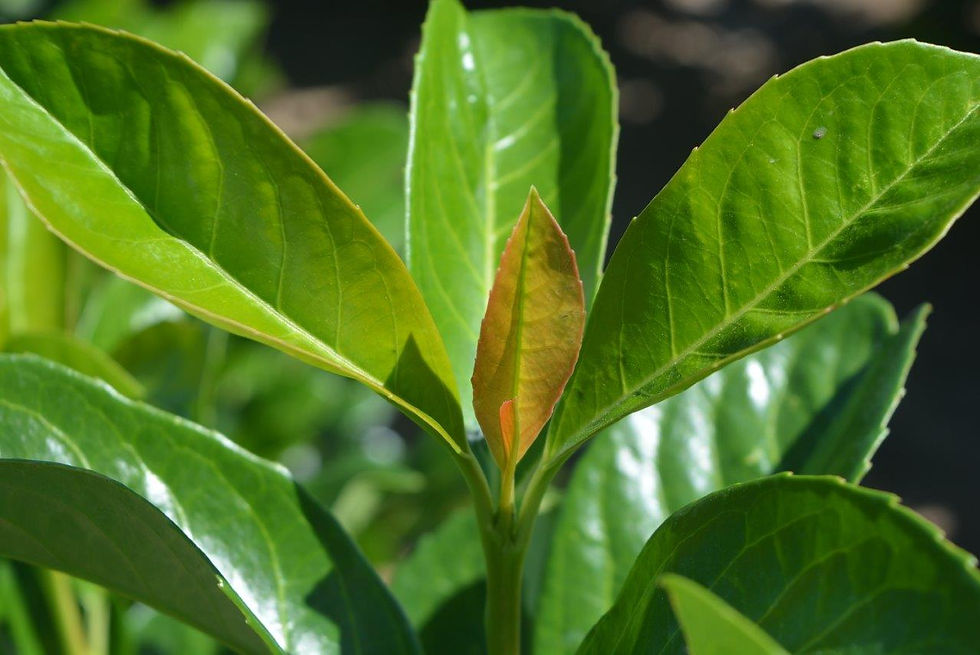 Prunus laurocerasus Anbri - new foliage (8-9-23) - 01.jpg