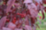 Malus Royal Raindrops - fruit (10-8-19) - 03.jpg