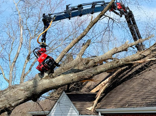 Professional tree removal crew safely removing large tree in Westmoreland County PA residential yard showing tree removal cost factors