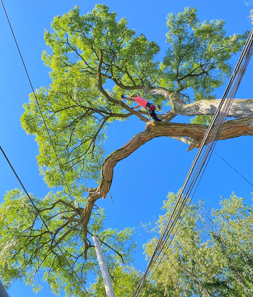 tree trimming, tree pruning, tree removal, stump grinding, brinko, tree service