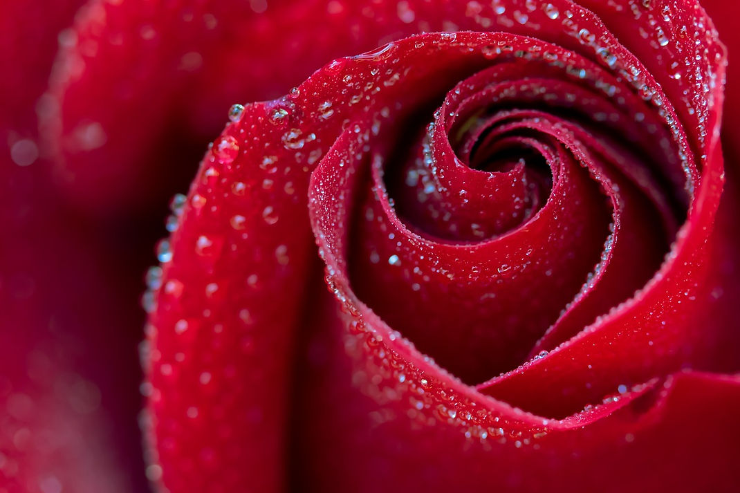 rose-5452046_1280.jpg