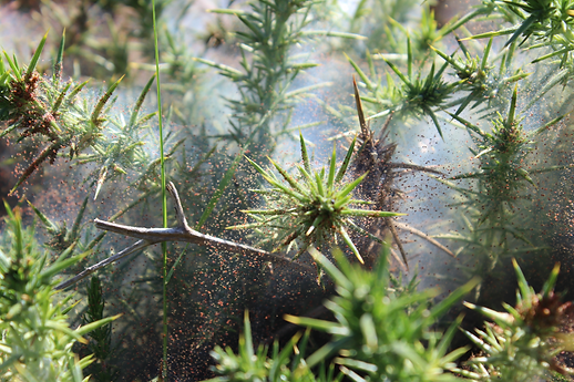 Capture d’écran 2025-09-02 à 21.11.41.png
