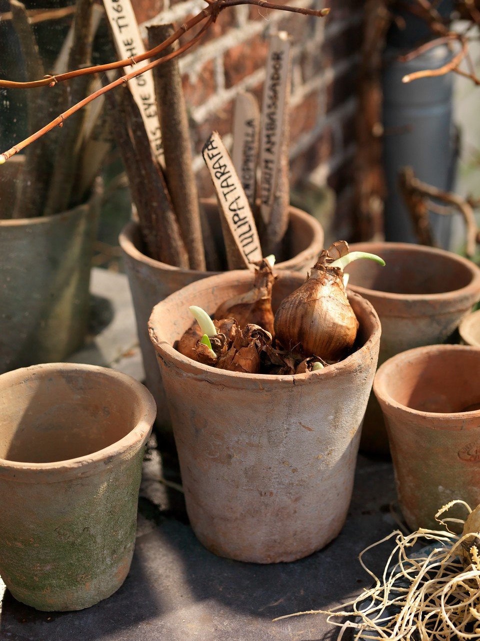 Down The Garden Path