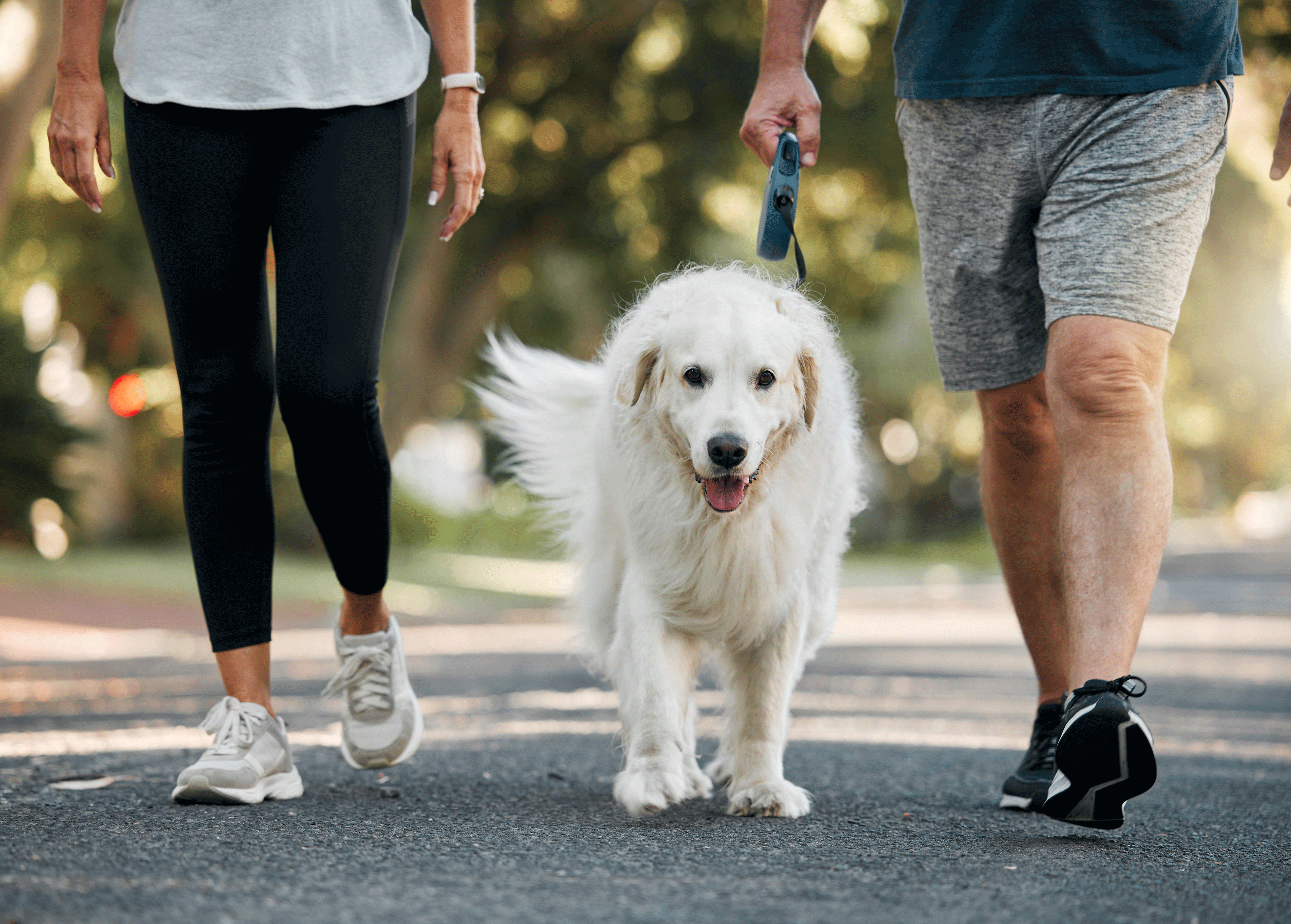 Dog-Walking.gif