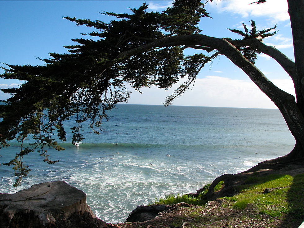 Juniper tree overlooking surfers in Santa Cruz, CA. Photo Credit: Elizabeth Winfrey