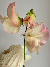 Growing Sweet Peas for Cutting: The Best Varieties for Scent and Long Stems