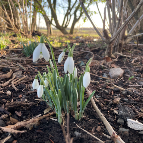 Snowdrops in late Winter